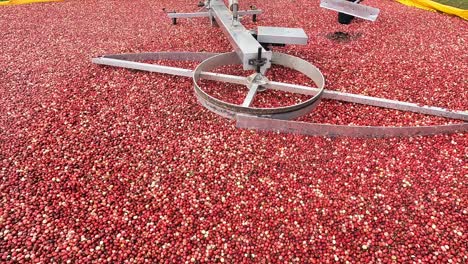 a berry pump moves cranberries from the marsh into a separator to be cleaned and transported