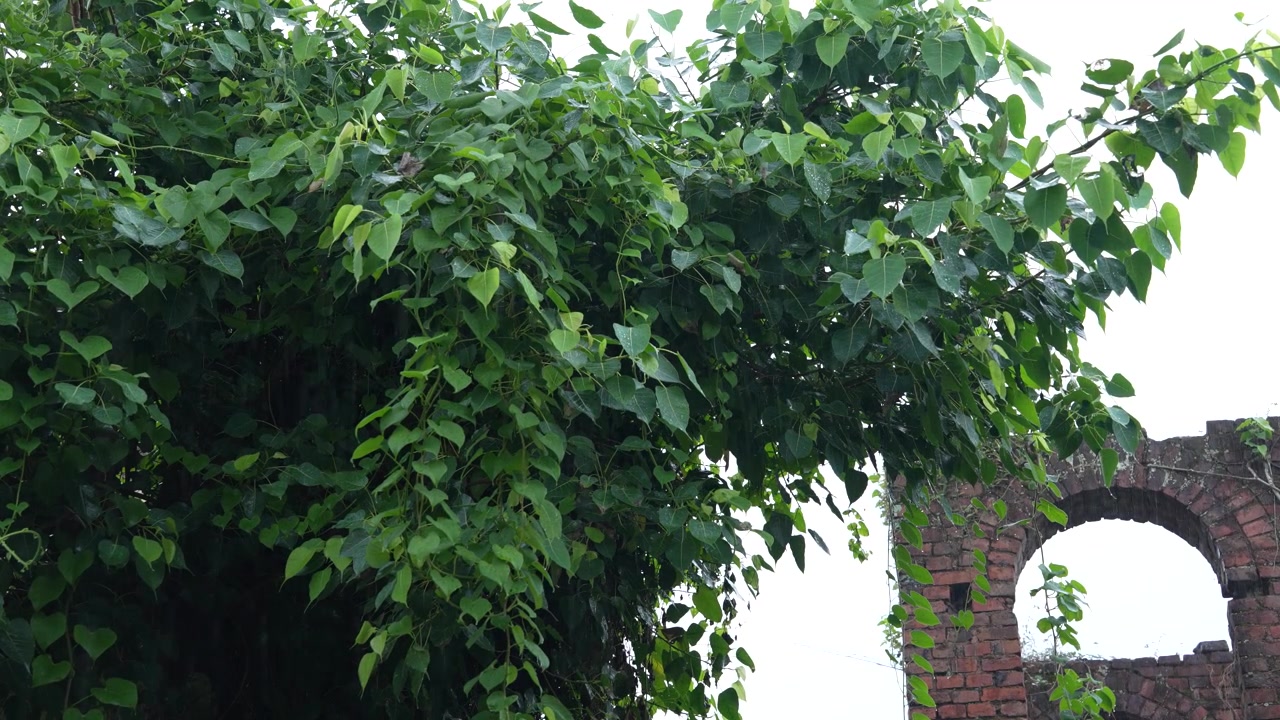 Una vecchia casa e un albero vengono inzuppati dalla pioggia.
