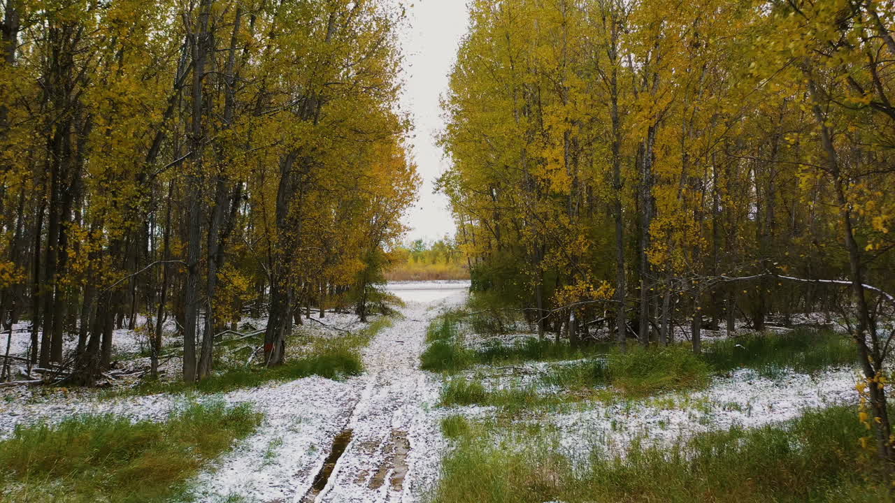 First Snow of Autumn: A Peaceful Path Through Golden Aspen Trees