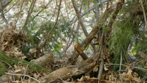 Small-black-bird-sitting-jumping-and-flying-around-on-and-between-branches-during-the-spring-in-Ontario