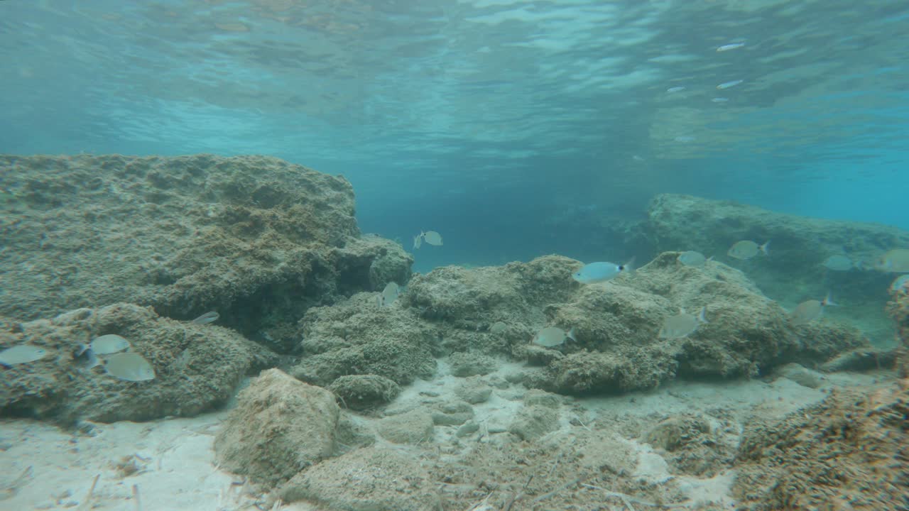 vista submarina peces mediterráneos nadando en el arrecife, isla de kefalonia - grecia