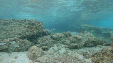 Underwater-view-Mediterranean-Fish-Swimming-on-the-Reef,-Kefalonia-Island---Greece