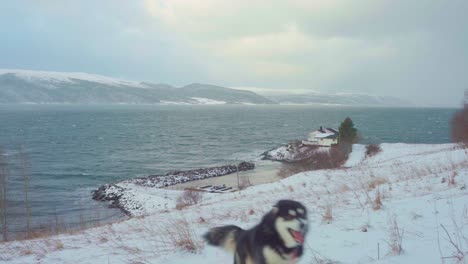 alaskan malamute running on the snowy hill at winter