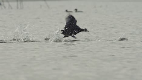 bird running on water
