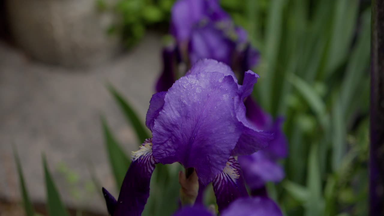 Iris flowers purple and green leaves. Macro moving shot.