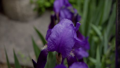 Iris flowers purple and green leaves. Macro moving shot.