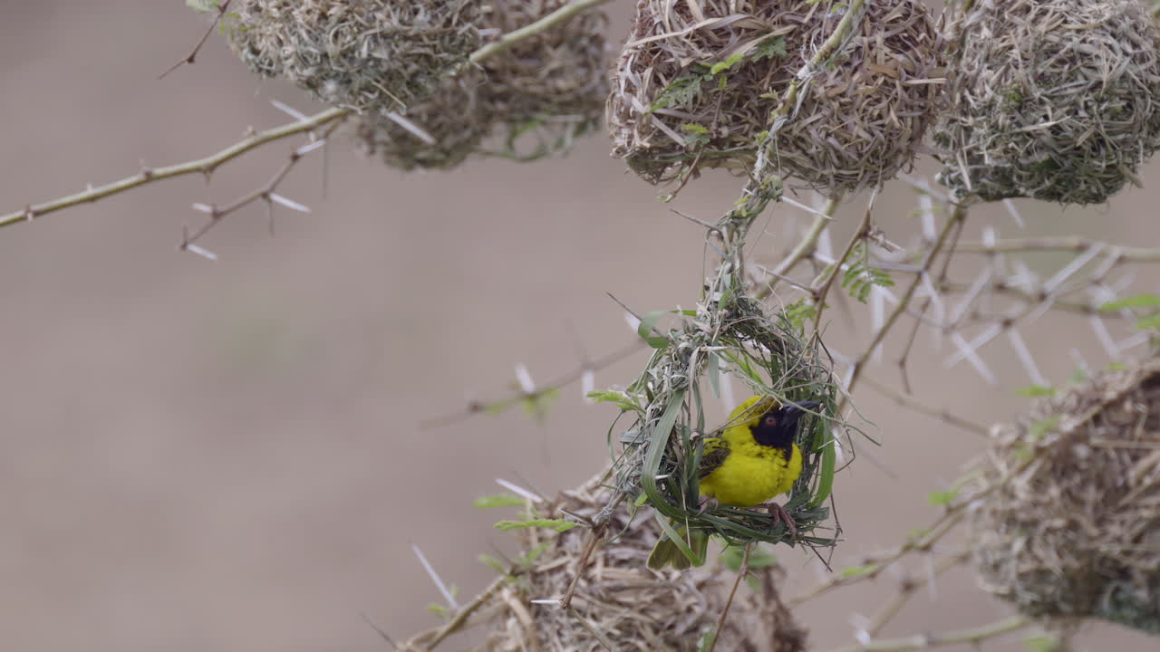 Village weaver (Ploceus cucullatus) in the first stage of weaving his nest,