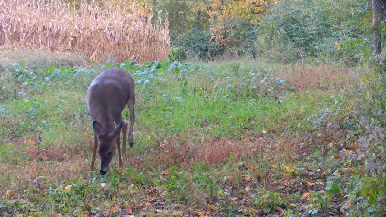 흰꼬리사슴은 미국 중서부 가을에 옥수수 밭 근처의 먹이밭에 서서 뒷다리로 귀를 긁는다