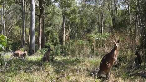 mariposa colorida flota más allá de una multitud de canguros australianos icónicos en el monte interior