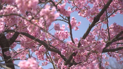 árbol de sakura rosa