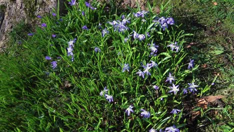 Flowers-in-Christie-park-in-Bergen,-Norway