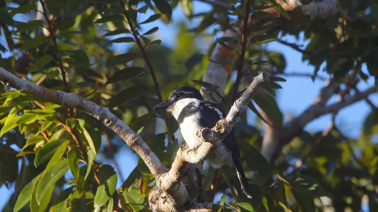 White-necked puffbird perches on a rainforest branch in Peru, scanning its surroundings quietly.