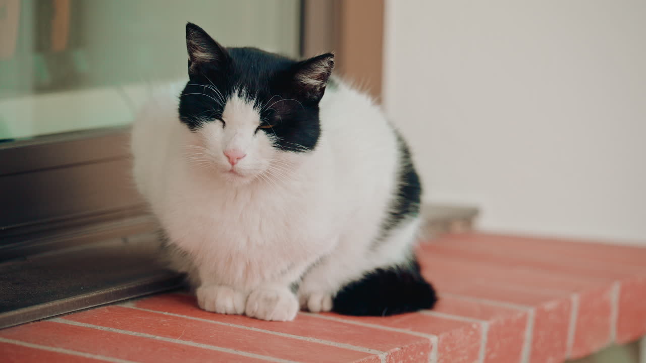 A cat sitting calmly on a small brick platform, leaning against a glass door, looking relaxed and observant