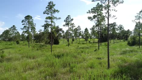 Vista-Aérea-A-Través-De-Los-árboles-De-Un-Bosque-De-Pinos-En-El-Centro-De-Florida