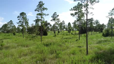 Aerial view through the trees of a pine forest in Central Florida
