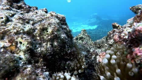 Tomato-Clownfish-Swimming-In-The-Coral-Reefs-Under-The-Deep-Blue-Sea