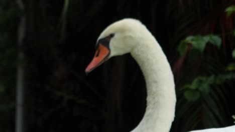 Cerca-De-Una-Hermosa-Cara-De-Cisne