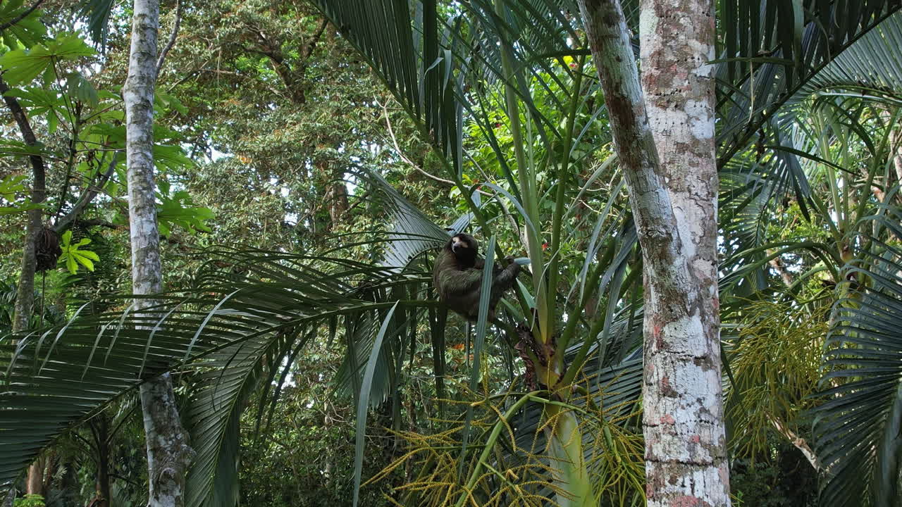 Free stock video - Aerial perspective of a sloth in lush costa rican ...
