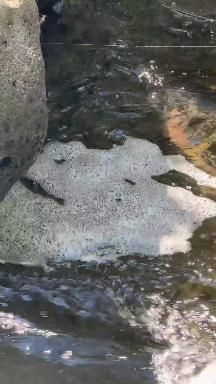 Schiuma che galleggia sulla superficie dell'acqua di un ruscello che scorre