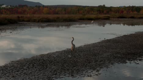 grand heron by the lake of lac bromont, eastern townships bromont in quebec canada during autumn