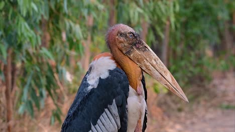 Un-Gran-Pájaro-De-La-Familia-De-Las-Cigüeñas-Común-En-El-Sur-De-Asia-Y-Ahora-En-Peligro-De-Extinción-Debido-A-La-Pérdida-De-Hábitat