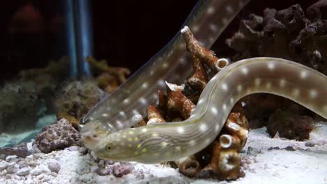 eel couple courting in underwater aquarium, close view