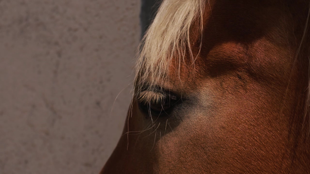Gentle brown horse eye gazing into sunlight, conveying warmth, loyalty, friendship, and peace. Animal detail