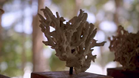 Displayed-Various-Coral-Specimens-At-The-Dive-Conservation-Center-In-Kenya