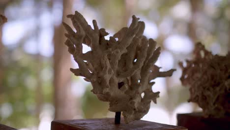 exhibió varios especímenes de coral en el centro de conservación de buceo en kenia