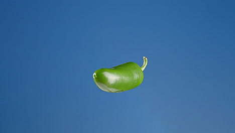 close up of large jalapeño pepper on a blue screen, loopable chroma key