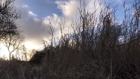 ground perspective view of fresh scenic clouds landscape on baltic sea