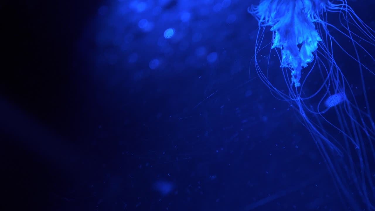 elegante movimiento de natación de una medusa - posiblemente ortiga japonesa 4k en iluminación azul