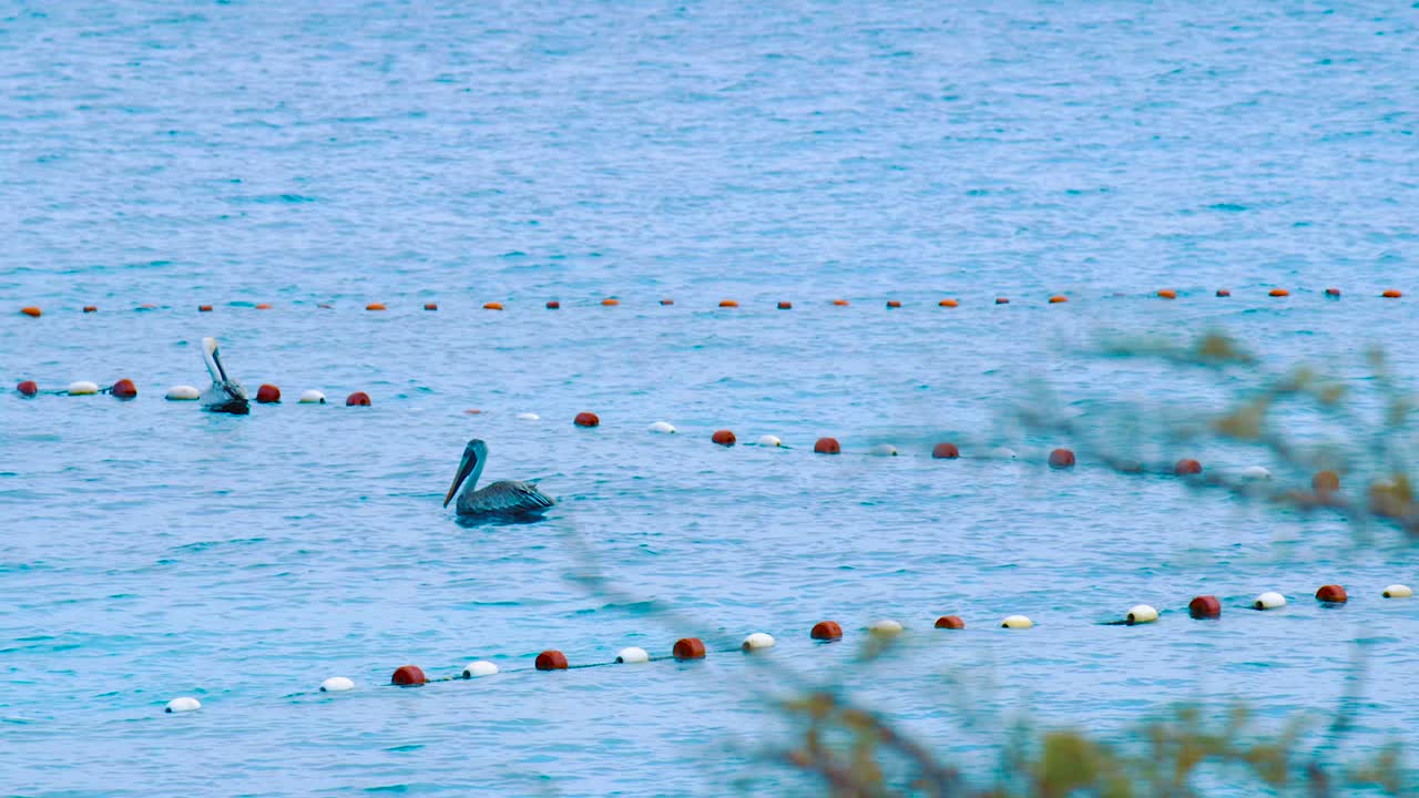 물고기 연못에서 음식 낚시를 즐기는 펠리컨 - 포커스 풀