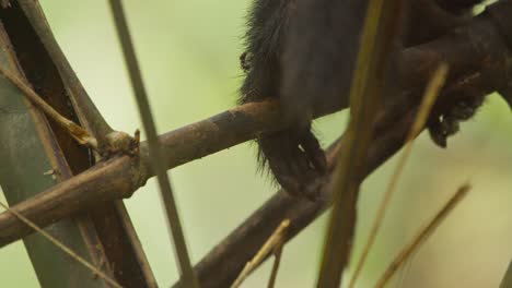 a slow motion shot of a capuchin monkery on a limb picking ants off its fur and eating them, close up follow shot