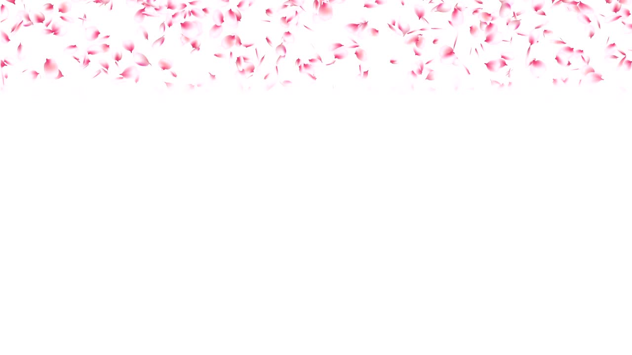 분홍색 체리 꽃잎이 떨어집니다.