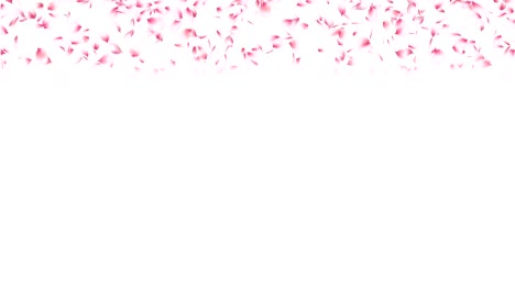 pink cherry petals falling.