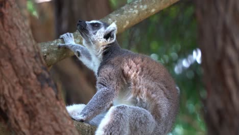 critically endangered species, ring-tailed lemur, lemur catta endemic to island of madagascar spotted resting and chilling on the fork of the tree, close up shot