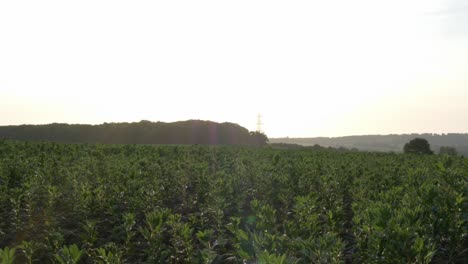 sunrise over agriculture fields of bean pods in the british countryside. hand held