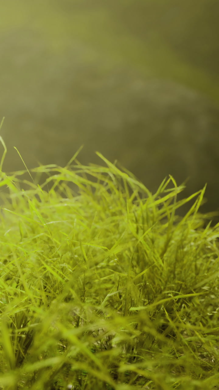 Vibrant green grass dances in the gentle breeze under soft golden light