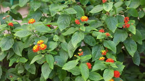 primer plano de las vibrantes flores de lantana en nápoles