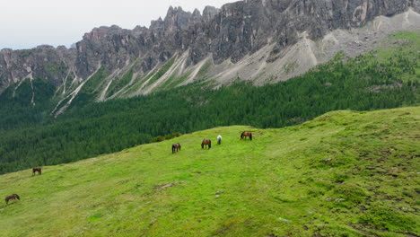 herd of horses grazing near giau pass slopes in the italian dolomites, drone orbit