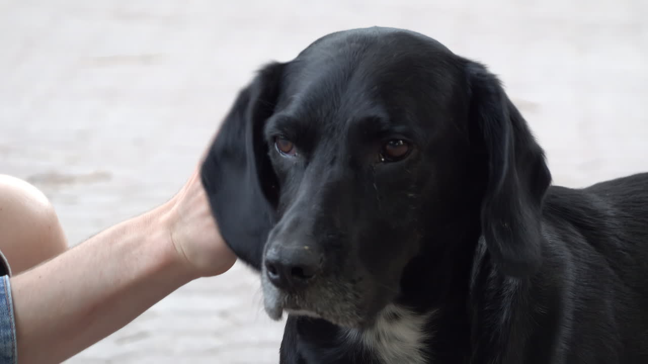 Woman in denim jacket petting a black labrador retriever outside