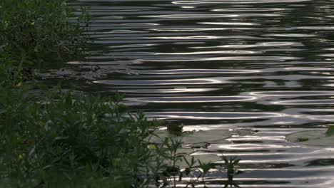 reflection of the afternoon sun rippling on the surface of the lake