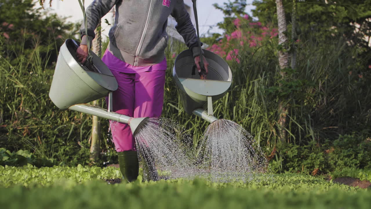 una agricultora orgánica tradicional riega sus cultivos con cubos colgados sobre sus hombros en asia.