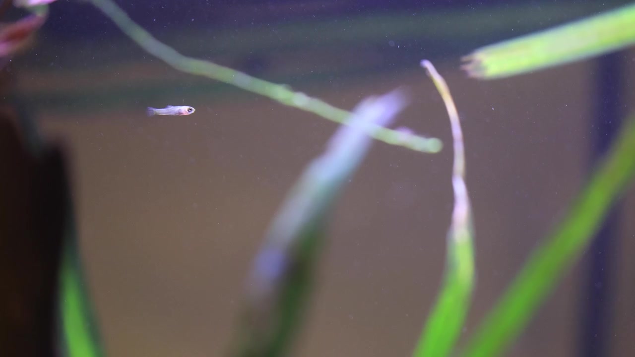 Baby Fish in Big Fish Tank, Newborn Fish in Large Open Water Aquarium, Baby Fry Fish