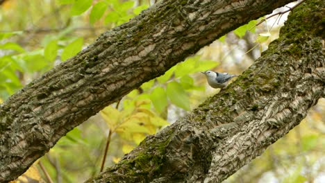 White-breasted-nuthatch-digging-larvae-out-of-tree-successfully-to-feed-on-it