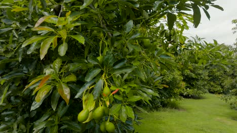 bundle of avocados hang low on tree below shiny green leaves, cloudy day