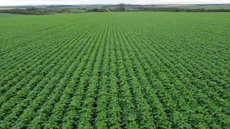 Soybeans-fields-in-Brazil