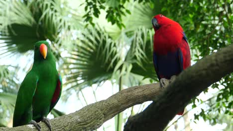 colorful parrots on a branch