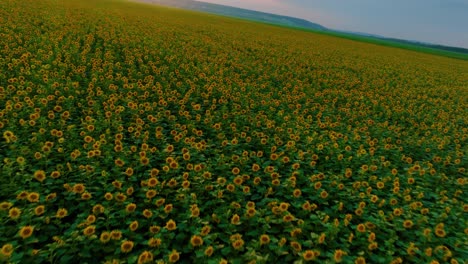 vast sunflower field at sunset